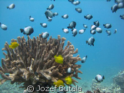Hawaiian Domino Damselfish by Jozef Butala 